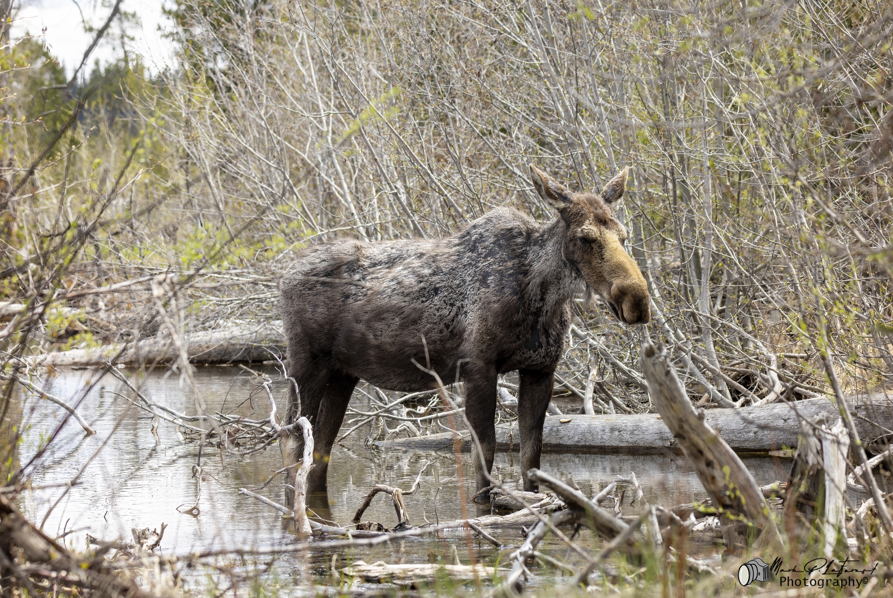 Young Female Moose, Grand Teton National Park
